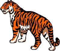 Tiger 07