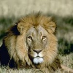 Лев (Panthera leo)